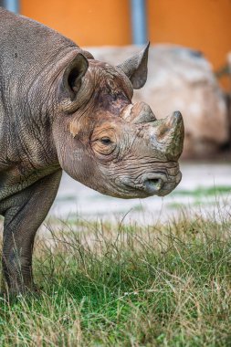Doğu Kara Gergedan, Diceros bicornis michaeli. Hayvanat bahçesinde yürüyen gergedan.