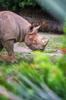 Doğu Kara Gergedan, Diceros bicornis michaeli. Hayvanat bahçesinde yürüyen gergedan.