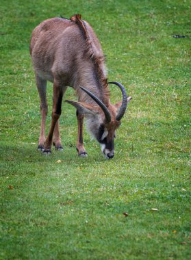 Roan Antilop - Hippotragus equinus, Afrika savanalarından ve otlaklarından gelen güzel antilop