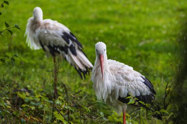 Beyaz leylek (ciconia ciconia), Yeşil doğa arka planı. 