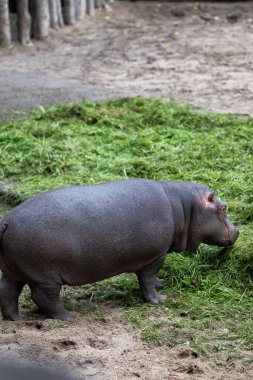 Genç su aygırı (Hippopotamus amfibi) otları yer.