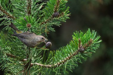 Kızıl Çapraz Yayın (olgunlaşmamış) (Loxia curvirostra) bir dala tünedi