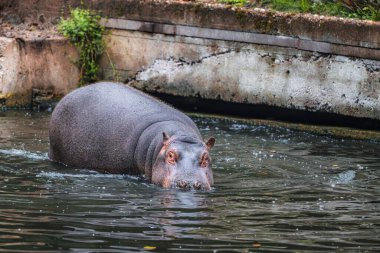 Suaygırı suya düştü. Afrika su aygırı (Hippopotamus amfibi), sudaki genç hayvan..