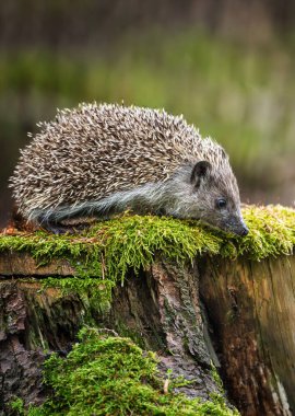 Avrupa kirpisi (Erinaceus europaeus) ormanda kütükle yürür. Batı Avrupa kirpisi Avrupa 'ya özgüdür ve çok çeşitli yaşam alanlarında hayatta kalabilir..