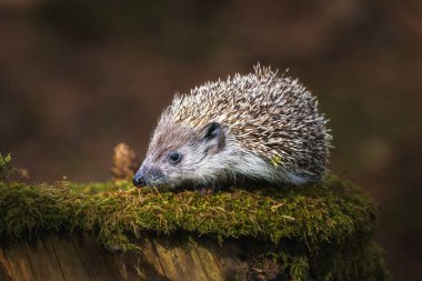 Şafak sırasında ilkbahar veya yaz ormanlarında bir kütük üzerinde Sevimli ortak kirpi. Doğada doğal yaşam açık genç güzel kirpi.