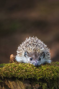 Şafak sırasında ilkbahar veya yaz ormanlarında bir kütük üzerinde Sevimli ortak kirpi. Doğada doğal yaşam açık genç güzel kirpi.