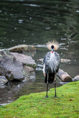 Taçlı turna (Balearica regulorum) ya da gri taçlı turna, başındaki tüylerden oluşan taçla tanınan güzel bir kuştur. Hayvanat bahçesi
