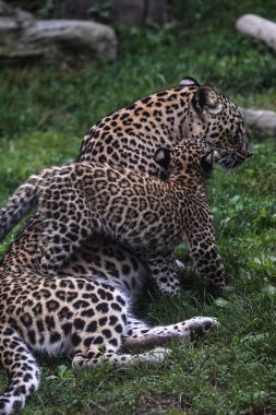 Pers leoparı (Panthera pardus saxicolor). Yavru annesiyle oynuyor..