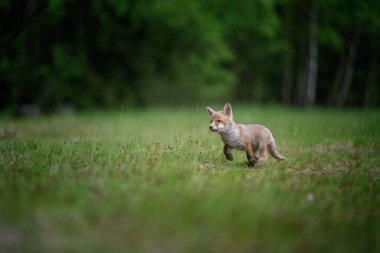 Kızıl Tilki (Vulpes vulpes), Avrupa 'da çayır yavrusu