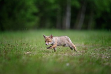 Kızıl Tilki (Vulpes vulpes), Avrupa 'da çayır yavrusu