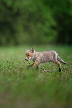 Kızıl Tilki (Vulpes vulpes), Avrupa 'da çayır yavrusu