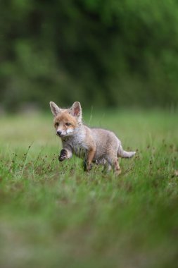 Kızıl Tilki (Vulpes vulpes), Avrupa 'da çayır yavrusu