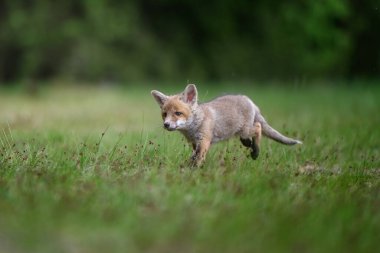 Kızıl Tilki (Vulpes vulpes), Avrupa 'da çayır yavrusu