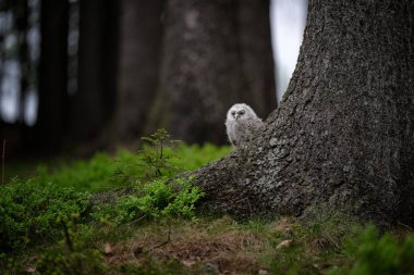 Tawny baykuş Strix aluco genç kuzey uzun kulaklı baykuş tüyü tozlu vahşi doğa daha az boynuzlu kedi, güzel hayvan, kuş izleme kuşbilimi, vahşi yaşam tatlı Avrupa