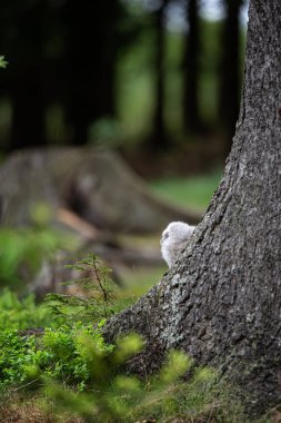 Tawny baykuş Strix aluco genç kuzey uzun kulaklı baykuş tüyü tozlu vahşi doğa daha az boynuzlu kedi, güzel hayvan, kuş izleme kuşbilimi, vahşi yaşam tatlı Avrupa