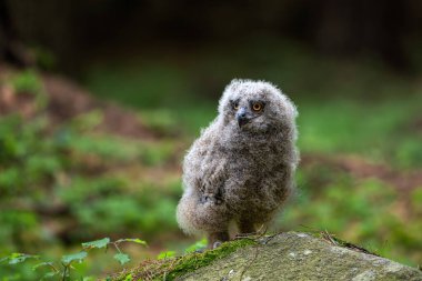 Şirin Avrupa Kartal Baykuşu (Bubo bubo). Genç Baykuş-Bubo 'nun Portresi. 