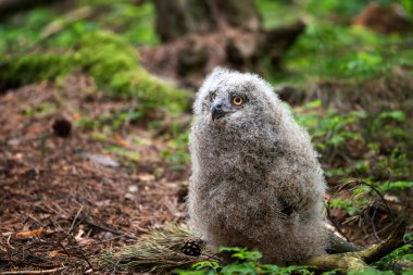 Şirin Avrupa Kartal Baykuşu (Bubo bubo). Genç Baykuş-Bubo 'nun Portresi. 