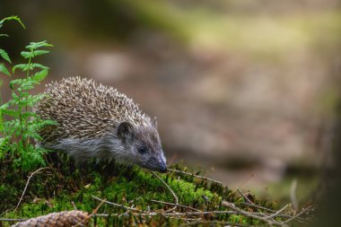 Ormanda yosun ve yaprakların üzerinde bir Avrupalı kirpinin portresi.