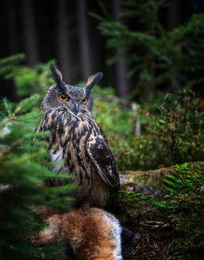 Kızıl tilki leşli baykuş. Kartal baykuş (Bubo bubo), orman habitatında, dua yakalama ile. Doğadaki kuş davranışları. Turuncu gözlü baykuş. Avrupa vahşi yaşamı. 