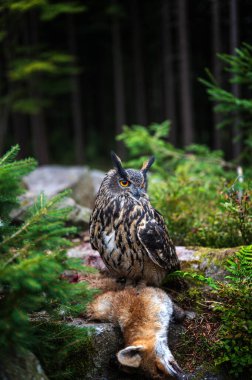 Kızıl tilki leşli baykuş. Kartal baykuş (Bubo bubo), orman habitatında, dua yakalama ile. Doğadaki kuş davranışları. Turuncu gözlü baykuş. Avrupa vahşi yaşamı. 