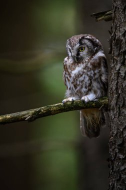 Sonbaharda baykuş. Boreal baykuş, Aegolius funereus renkli ormandaki ladin dalına tünemişti. Büyük sarı gözlü tipik küçük baykuş. Tengmalm baykuşu olarak bilinir. Vahşi yaşam doğası.