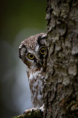 Sonbaharda baykuş. Boreal baykuş, Aegolius funereus renkli ormandaki ladin dalına tünemişti. Büyük sarı gözlü tipik küçük baykuş. Tengmalm baykuşu olarak bilinir. Vahşi yaşam doğası.