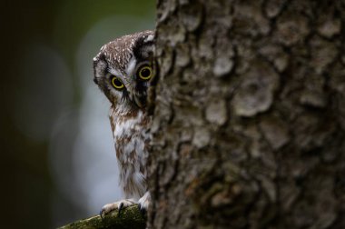 Sonbaharda baykuş. Boreal baykuş, Aegolius funereus renkli ormandaki ladin dalına tünemişti. Büyük sarı gözlü tipik küçük baykuş. Tengmalm baykuşu olarak bilinir. Vahşi yaşam doğası.