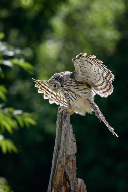 Ural baykuşu (Strix uralensis) büyük bir gece baykuşudur. Strigiformes, Strigiformes, Strigidae familyasının gerçek bir üyesidir. Ormanda baykuş.