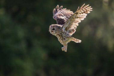 Avrasya alaca baykuş, arka plan güzel yeşil bulanık ormanla Strix aluco uçan. 