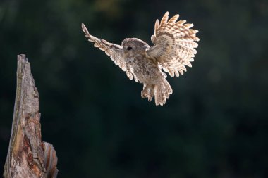 Avrasya alaca baykuş, arka plan güzel yeşil bulanık ormanla Strix aluco uçan. 