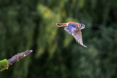 Amerikan kerkenezi (Falco sparverius) uçuşta. 