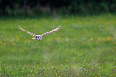 Güzel ahır baykuşu (Tyto alba) çiçek açan sarı çiçekler ve temiz bir arka planla bir çayırda uçuyor. Ahır Baykuşu uçuyor.   