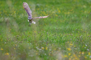 Güzel ahır baykuşu (Tyto alba) çiçek açan sarı çiçekler ve temiz bir arka planla bir çayırda uçuyor. Ahır Baykuşu uçuyor.   