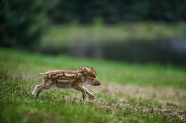 Yaban domuzu (Sus scrofa), ormandaki domuz yavrusu, gölet kenarında, Avrupa 'daki vahşi yaşam.