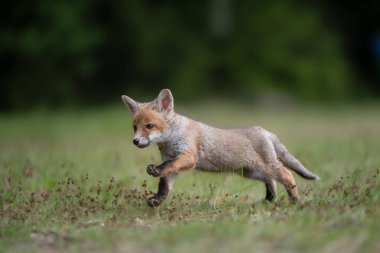Genç, sevimli kızıl tilki, vulpes vulpes, çayırda koşan yavru, Avrupa vahşi yaşamı.