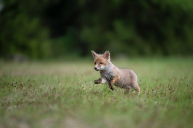 Genç, sevimli kızıl tilki, vulpes vulpes, çayırda koşan yavru, Avrupa vahşi yaşamı.