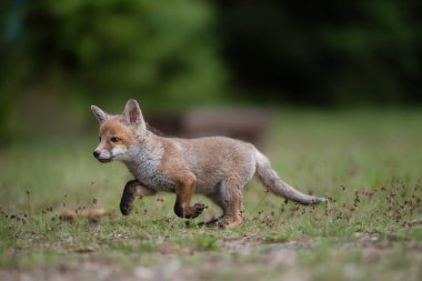 Genç, sevimli kızıl tilki, vulpes vulpes, çayırda koşan yavru, Avrupa vahşi yaşamı.