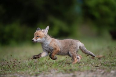 Genç, sevimli kızıl tilki, vulpes vulpes, çayırda koşan yavru, Avrupa vahşi yaşamı.