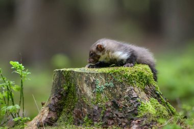 Kayın sansarı (Martes foina), yosunlu bir kütüğün üzerindeki taş sansar olarak da bilinir.