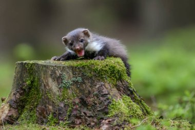 Kayın sansarı (Martes foina), yosunlu bir kütüğün üzerindeki taş sansar olarak da bilinir.
