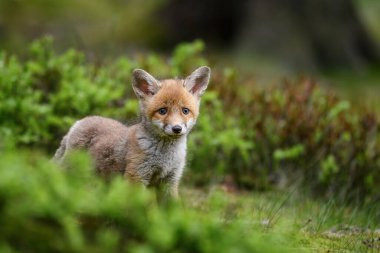 Kızıl tilki yavrusu (vulpes vulpes). Yaban mersini çalılığında saklanan genç bir tilki