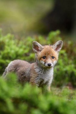 Kızıl tilki yavrusu (vulpes vulpes). Yaban mersini çalılığında saklanan genç bir tilki