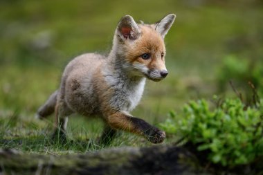 Kızıl tilki yavrusu (vulpes vulpes). Yaban mersini çalılığında saklanan genç bir tilki