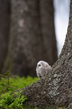 çok genç tawny baykuş (Strix aluco) ağacın tabanında çömeliyor