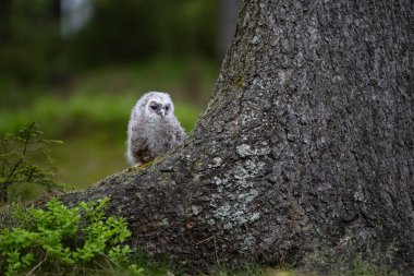 çok genç tawny baykuş (Strix aluco) ağacın tabanında çömeliyor