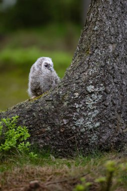 çok genç tawny baykuş (Strix aluco) ağacın tabanında çömeliyor