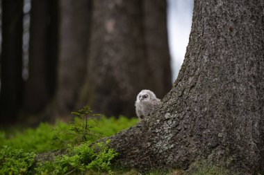 çok genç tawny baykuş (Strix aluco) ağacın tabanında çömeliyor