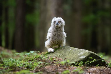 Sevimli baykuş. Ormanda genç bir Avrupalı Kartal Baykuşu (Bubo bubo).
