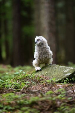 Sevimli baykuş. Ormanda genç bir Avrupalı Kartal Baykuşu (Bubo bubo).