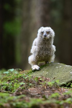 Sevimli baykuş. Ormanda genç bir Avrupalı Kartal Baykuşu (Bubo bubo).